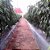 Mulching Agroplás Preto e Prata 1,40X1000 Ref 20 - Perfurado - Imagem 5