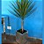 Vaso cachepot espelhado com a Planta! Palmeira Yucca (Planta natural) - Imagem 2
