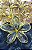 Presilha Piranha Flor Grande De Cabelo Paula Mandara 5636 - Imagem 2