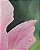 Quadro floral Rosa - Tinta Óleo Sobre Tela 40x50cm - Imagem 3
