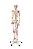 Esqueleto Humano Padrão de 1.70 cm com Articulações e Inserções Musculares com Haste com Suporte e Rodas - Imagem 1
