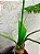 Planta Artificial Palmeira X4 - Imagem 3