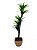 Planta Yucca Com Vaso - Imagem 1