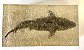 Diorama de Tubarão Branco 2 (Carcharodon carcharias) - Imagem 2