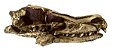 Crânio de Velociraptor modelo 2 - Imagem 1