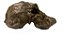 Crânio de (Australopithecus anamensis) - Imagem 3