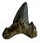 Dente de Megalodon (8 cm) - Imagem 1