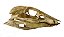 Crânio de (Araripesuchus) - Imagem 3