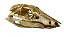 Crânio de (Araripesuchus) - Imagem 1