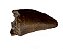 Dente de Purussaurus (Purussaurus brasiliensis) - Imagem 2