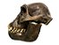 Crânio de Australopithecus afarensis - Imagem 2