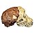 Crânio de Australopithecus africanus, Taung Child - Imagem 1