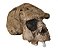 Crânio de Homo erectus - Imagem 1