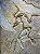 Réplica de Archaeopteryx lithographica - Imagem 1