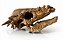 Crânio de Pachycephalosaurus (escala reduzida 1:2/5) - Imagem 2