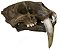 Crânio de Tigre Dentes de Sabre (Smilodon fatalis) - Imagem 3