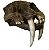 Crânio de Tigre Dentes de Sabre (Smilodon fatalis) - Imagem 1