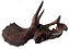Crânio de Triceratops (escala reduzida 1:10) - Imagem 1