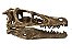 Crânio de Velociraptor - Imagem 1
