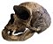 Crânio de Homo neanderthalensis - Imagem 1