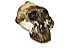 Crânio de Paranthropus boisei - Imagem 1