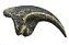 Garra de Allosaurus fragilis - Imagem 1