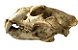 Crânio de Onça Pintada (Panthera onca) - Imagem 1