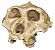 Crânio de Paranthropus robustus - Imagem 1