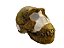Crânio de Homo naledi - Imagem 1