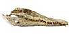 Crânio de crocodilo do nilo - Imagem 1