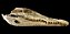 Crânio de crocodilo do nilo - Imagem 2
