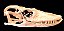 Crânio de Dragão de Komodo (Varanus komodoensis) - Imagem 1