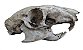 Crânio de mamífero roedor (cutia). - Imagem 1