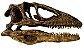 Crânio de Deinonychus antirrhopus - Imagem 1