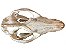 Crânio de Gambá (Didelphis albiventris) - Imagem 2