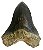 Dente de Otodus megalodon - Imagem 1