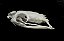 Crânio de Naja (Ophiophagus hannah) - Imagem 3