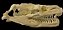 Crânio de Píton (Python reticulatus) - Imagem 1