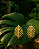 Brinco Folha Monstera - Imagem 1