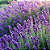 Óleo Essencial Natural Lavanda - 10ml - Imagem 3