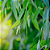 Óleo Essencial Natural Eucalipto - 10ml - Imagem 3