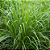Óleo Essencial Natural Capim Limão (Lemongrass) - 10ml - Imagem 3