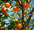 Óleo Essencial Natural Laranja Doce - 10ml - Imagem 3