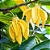 Óleo Essencial Natural Ylang Ylang - 10ml - Imagem 3