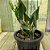 Cattleya walkeriana semi Alba " Tokutsu "Meristema Lacre preto - Imagem 3