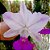 Cattleya walkeriana semi Alba " Tokutsu "Meristema Lacre preto - Imagem 1