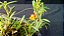 Mediocalcar Decoratum planta adulta - Imagem 2