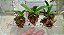 Cattleya Walkeriana tipo " Vinicilor x Labeloide x Helena" seedlings - Imagem 4