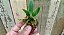 Cattleya Walkeriana tipo " Vinicilor x Labeloide x Helena" seedlings - Imagem 6