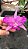 Cattleya Walkeriana tipo " Vinicilor x Labeloide x Helena" seedlings - Imagem 1